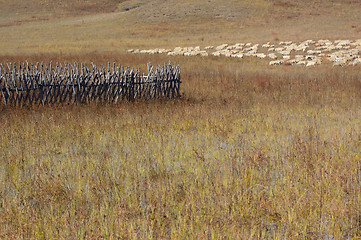 Image showing Group of sheep in grassland