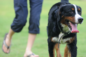 Image showing Bernese mountain dog