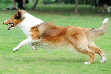 Image showing Dog running