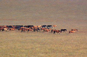 Image showing Group of horses in grassland