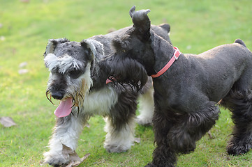 Image showing Two Miniature Schnauzer dogs