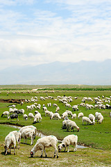 Image showing Goats in grassland