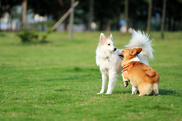 Image showing Two dogs playing