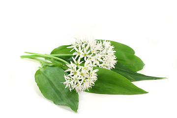 Image showing Wild garlic