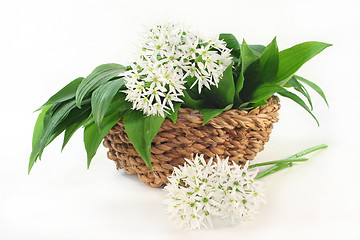 Image showing Wild garlic