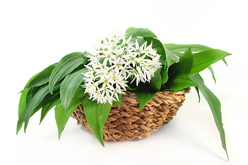 Image showing Wild garlic