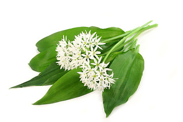 Image showing Wild garlic