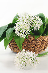 Image showing Wild garlic