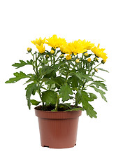 Image showing Decorative yellow chrysanthemum in pot