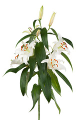 Image showing lily 