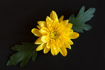 Image showing yellow chrysanthemum