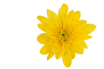 Image showing yellow chrysanthemum