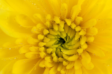 Image showing yellow chrysanthemum