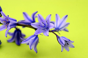 Image showing Blue Flowers Isolated