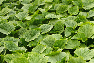 Image showing Young green cucumber plants