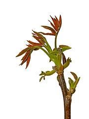 Image showing Young walnut sprout over white