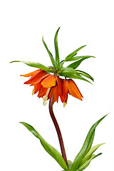 Image showing Spring orange flower isolated over white