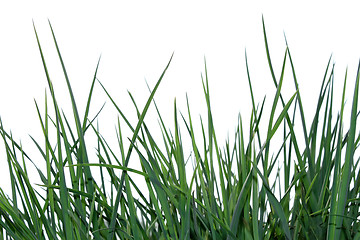 Image showing Green grass isolated on the white