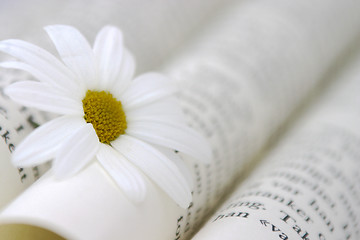 Image showing Book And Daisy