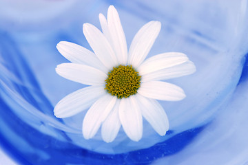 Image showing Daisy In A Glass