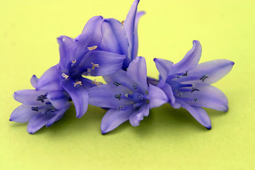 Image showing Flowers Isolated On Green