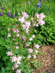 Image showing flowers