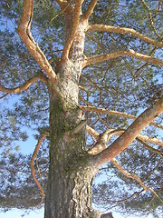 Image showing Tree trunk