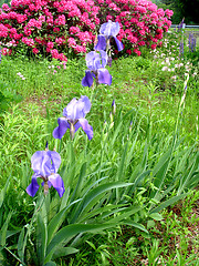 Image showing flowers 2