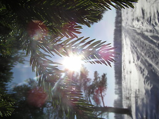 Image showing Sun through needles