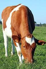 Image showing Grazing cow