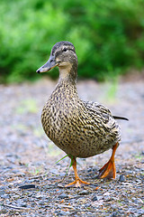 Image showing Female Mallard Duck