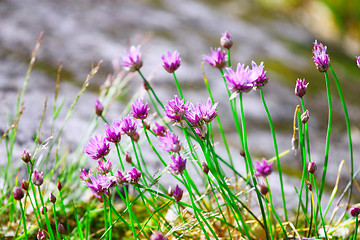 Image showing Purple wild flowers