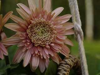 Image showing pink gerbera