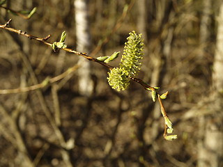 Image showing willow