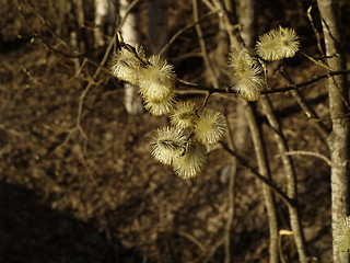 Image showing willow