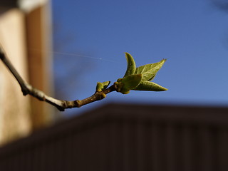 Image showing leaf and branch