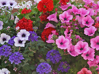 Image showing beautiful petunias