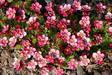 Image showing Saxifraga