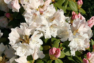 Image showing Azalea flowers