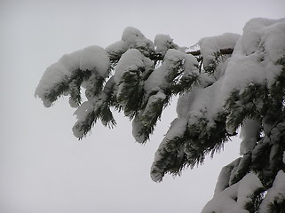 Image showing Fir branch in snow