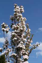 Image showing Plum tree blossom