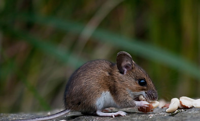 Image showing Field mouse