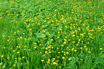 Image showing Dandelion flowers in the meadow