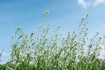 Image showing Flowering crucials plants