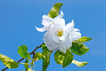 Image showing Flower of apple tree