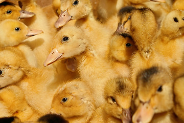 Image showing Many small domestic ducklings 