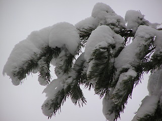 Image showing Fir branch in snow