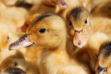 Image showing Portrait of small domestic duckling