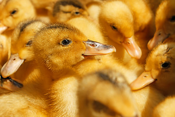 Image showing Small domestic duckling