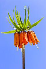 Image showing Spring orange flower